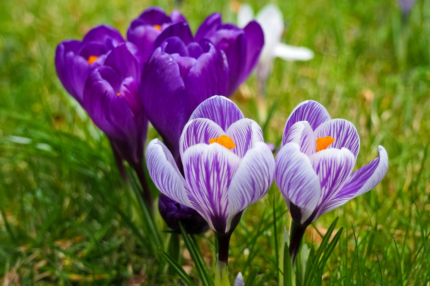 Marion Kraft – Spirituelles Lebenscoaching / Kartenlegen – Lila Krokusblüten