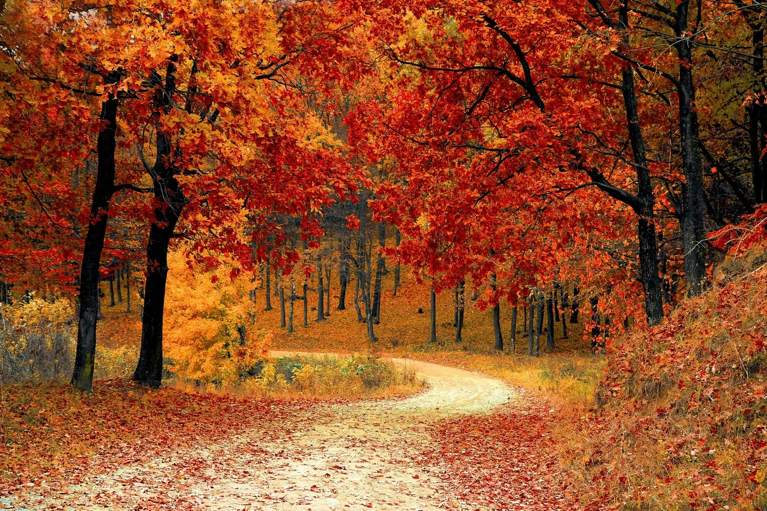 Marion Kraft – Spirituelles Lebenscoaching / Kartenlegen – Herbstlicher Waldweg mit rotem Laub
